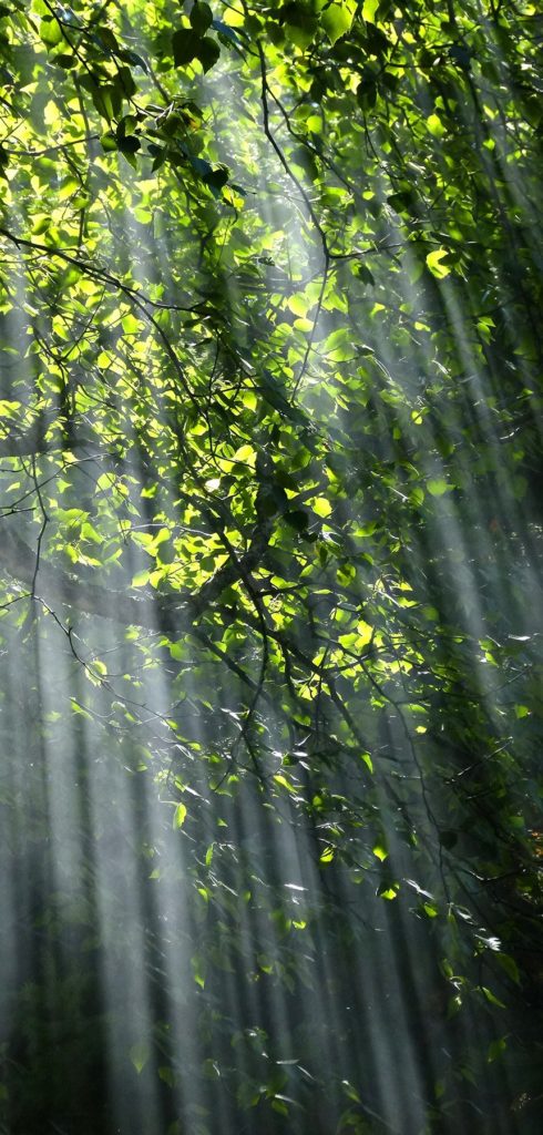 forest-sunbeams-trees-sunlight-70365-e1702971005687-490x1024