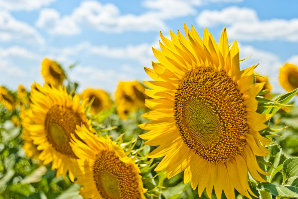 Åpningstider sommeren 2025